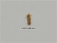 藏品(夜蛾科)的圖片